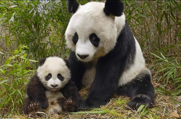 Gite Souai Et Zen , 5 Mn Du Zooparc De Beauval Saint-Aignan  Zewnętrze zdjęcie